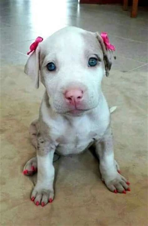 1603 Best All Things Pitbull Images On Pinterest Pets