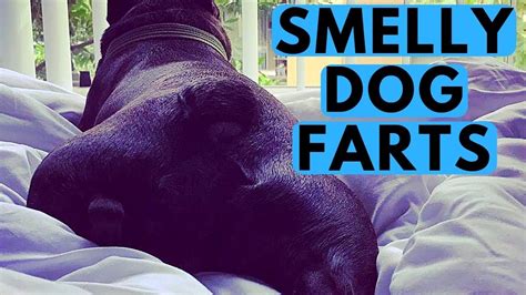 Why Do Dog Farts Smell So Bad Rocadog Qna 3 Youtube