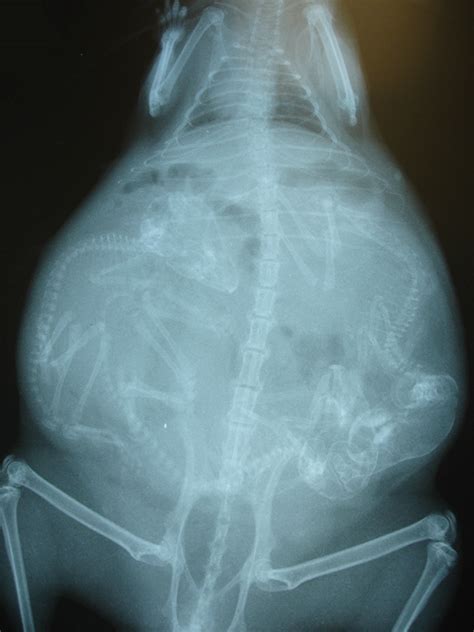 23 Stunning Animal Pregnant X Rays That Are Both Adorable And Scary