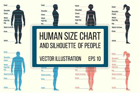 Human Size Chart People Silhouette People Illustrations ~ Creative