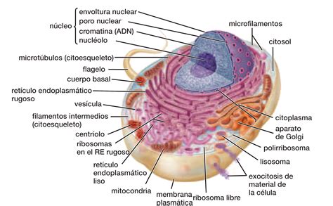 Estructura Y Funci N De Los Organelos Celulares