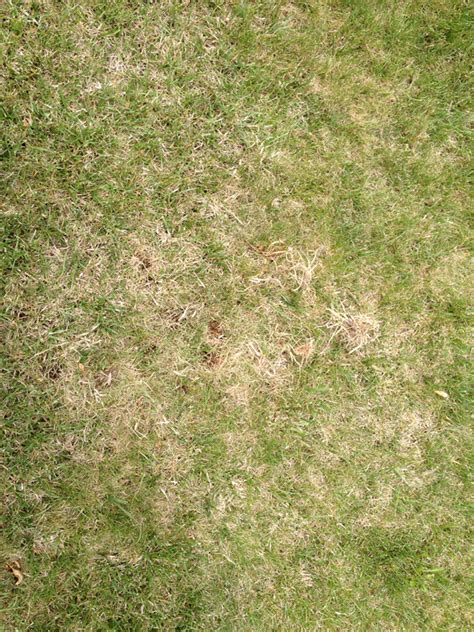 It's best to dethatch your lawn twice a year: Do I need to dethatch or aerate? | LawnSite