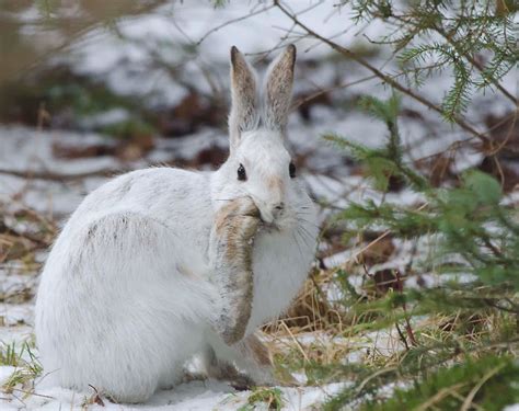 Snowshoe Rabbit Cute Animal Facts And Pictures Animals Lover
