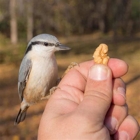 10 Tips For Hand Feeding Wild Birds — Empress Of Dirt