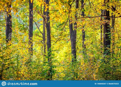Trees In The Forest With Yellow Golden Leaves In The Bright Sunlight