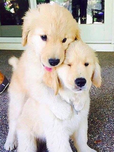 Golden Retriever Puppy Hug ♥ Retriever Puppy Baby Animals Puppies