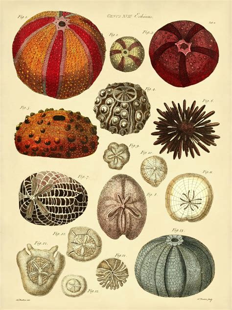 Sea Urchins Art Print Sea Urchins Poster From Vintage Scientific