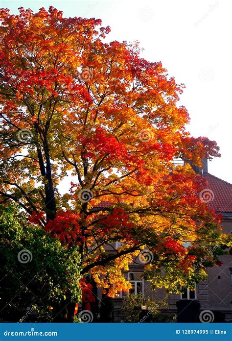 Autumn Maple Trees In Fall City Park Stock Image Image Of Outdoors