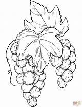 Grapes Supercoloring sketch template