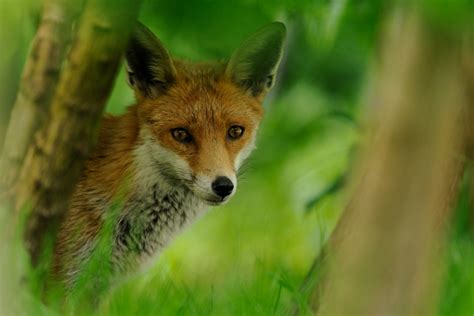 Red Fox Peoples Trust For Endangered Species