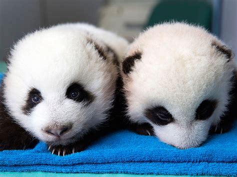Indescribably Beautiful Public Names Twin Giant Panda