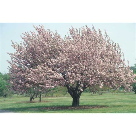 Prunus Kanzan Japanese Flowering Cherry Kwanzan Cherry North