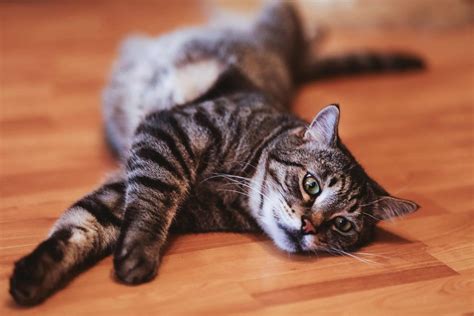 How can i stop my female cat from spraying? Why Do Female Cats Spray When in Heat and How to Stop it?