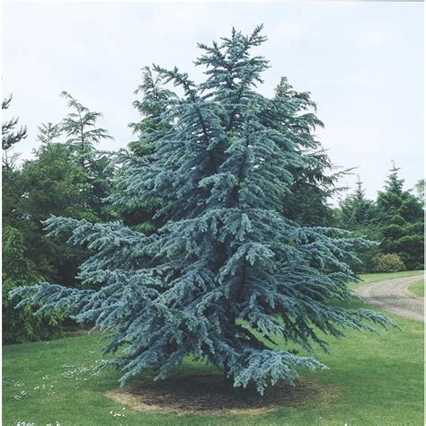 55 Gallon Blue Atlas Cedar Feature Tree L4673 At