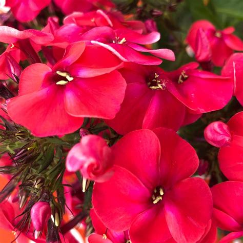 Volcano® Lipstick Garden Phlox Van Wilgens Garden Center