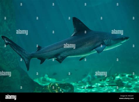 Sandbar Shark Carcharhinus Plumbeus Stock Photo Alamy