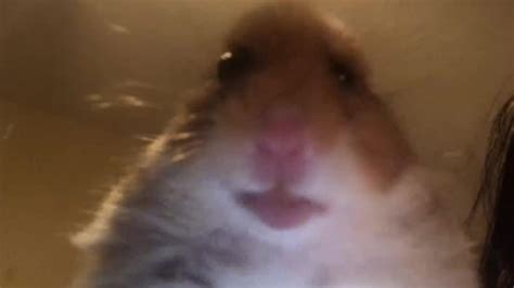 Staring Hamster Facetime Meme