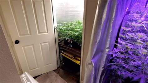The entire system was easy. Medicinal cannabis garden: DIY aeroponic cloner - YouTube