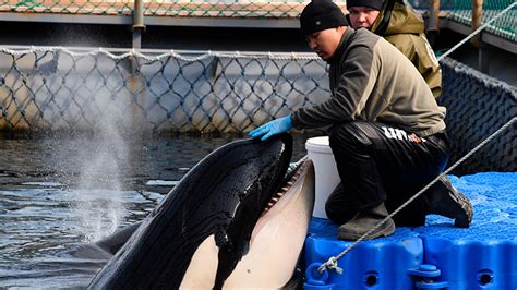 The Court In Primorye Refused To Release Killer Whales From The Whale
