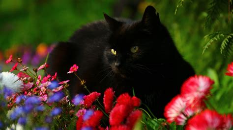 Красивый черный кот в цветах Обои для рабочего стола 1366x768