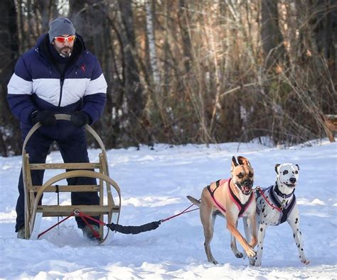 Beautiful Dog Sledding Experience And Definitely Not The Last Thanks