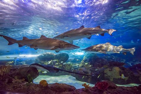Ripleys Aquarium Becomes First Attraction In Canada To Be Designated A