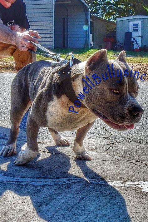 Puppies are easy to train! Blue Pitbull Puppies For Sale Oregon - Wayang Pets
