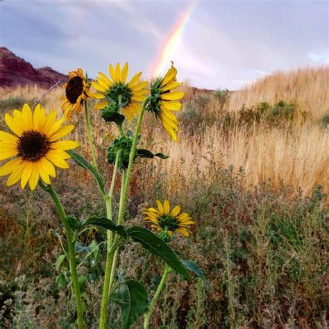 A Field With Sunflowers And A Rainbow In Kanab Utah Stock Photo Image