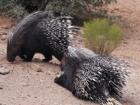 Facts About Porcupines