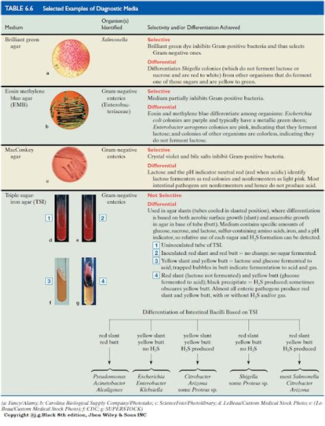 Culture Media Types Of Culture Media Used For Growth Of Microbes