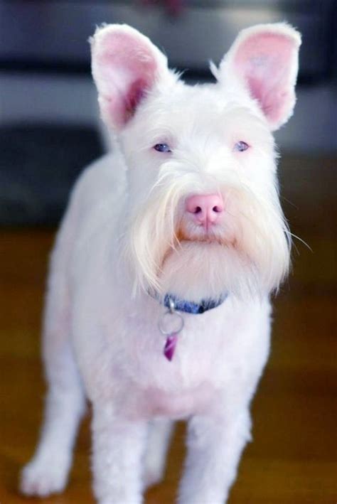 Pin By Niltonsk On Albinism And Melanistic Albino Dog Rare Albino