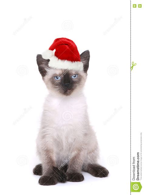 She's 3/4 siamese, 1/4 ragdoll. Siamese Kitten On White With Santa Hat Stock Image - Image ...