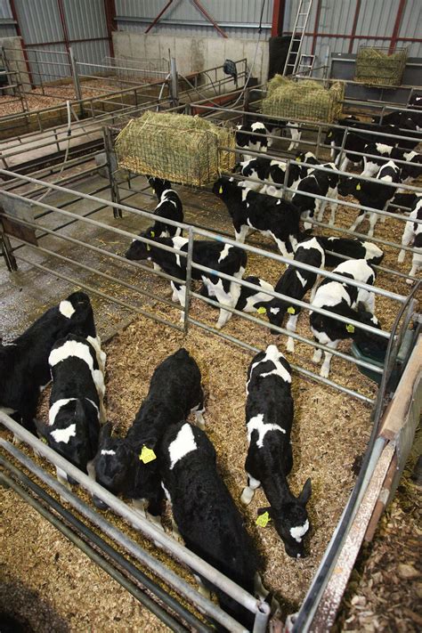 ‘respiratory Problems On The Rise Within Calf Rearing Units Agrilandie