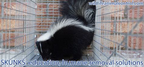 The truth is that it takes an expert with years of experience who knows how to control skunks to limit the amount of skunk damage these animals can do. How to Get Rid of Skunks Under Your Shed or House Without ...