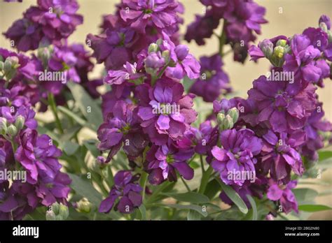 Close Up Of Purple Color Stock Flowers Scientifically Known As