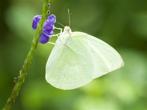 Free Photo White Butterfly Beautiful Bright Bug Free Download