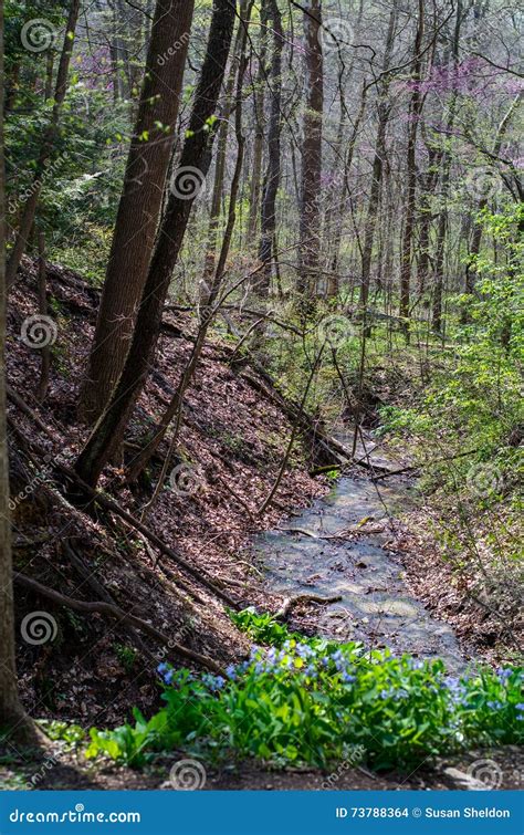 Small Stream Through The Forest Stock Photo Image Of Forest Fauna
