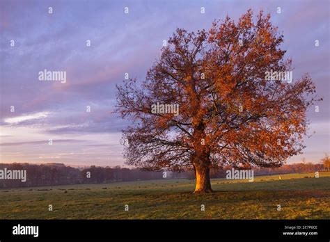 Oak Tree On The Fields In Autumn Sunrise Stock Photo Alamy