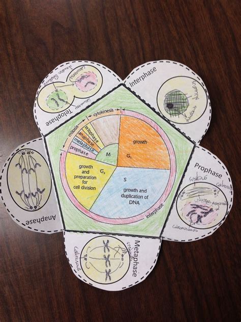 Cell Cycle Detailed Foldable Cell Cycle Activity Cell Cycle Mitosis