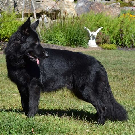 Get directions view our pets. Black Long Haired German Shepherd | PETSIDI
