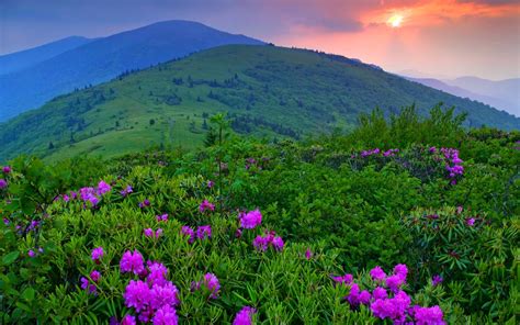 Wallpaper Sunset Mountains Plants Flowers 2560x1600 1034319