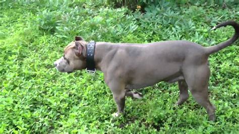 His dad is a standard poodle weighing approximately 55 lbs. American bulldog blue nose pit mix "diesel" - YouTube