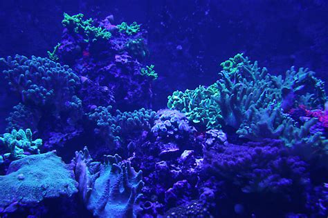 Lisboa Aquarium 08 Fluorescent Corals 13 Dia Fabio Gismondi Flickr