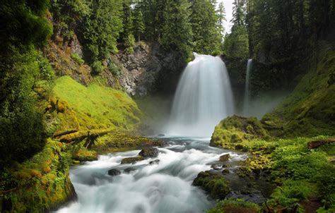 Wallpaper Forest Trees Stream Stones Waterfall Moss Usa Oregon