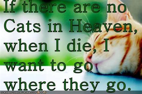 Cats In Heaven Animal Quotes Heaven Cats