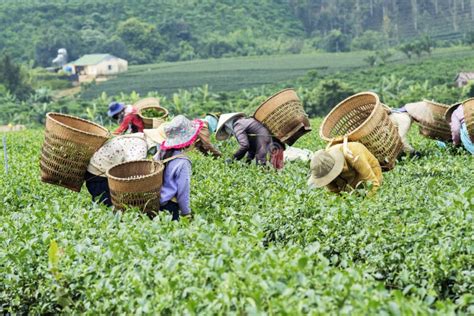 Farmers Work On Tea Field Bao Loc Lam Dong Vietnam Editorial Image