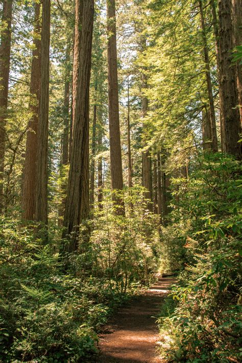 A Guide To Visiting Redwood National Park In 2023