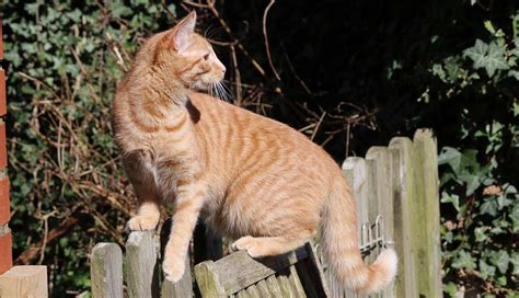 Find maine coons kittens & cats for sale uk at the uk's largest independent free classifieds site. Orange Tabby Cat: Fascinating Facts About Orange Cats