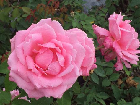 Belindas Dream — Antique Rose Emporium