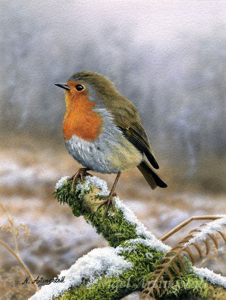 Robin By Nigel Artingstall B1963 Wildlife Artists Beautiful Birds